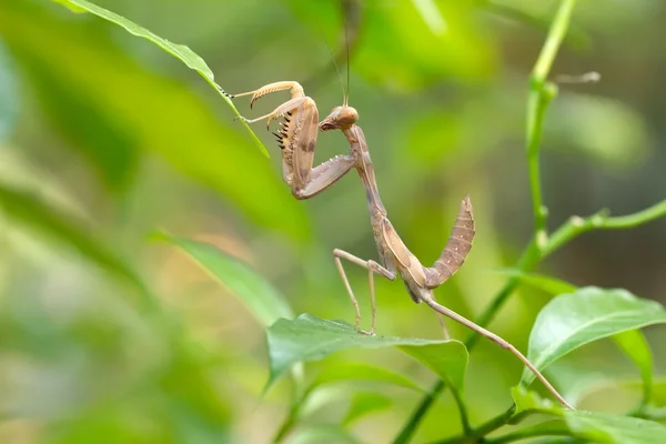 Praying mantis larve — Stockfoto