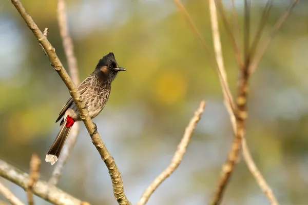 Bulbul bird — Stock Photo, Image