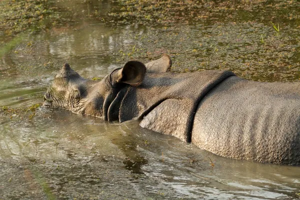 Wild neushoorn unicornis — Stockfoto