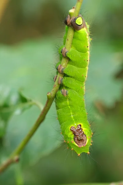 Indiase maan nachtvlinder caterpillar — Stockfoto