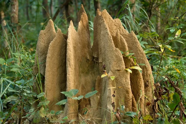 Nido de termita tropical —  Fotos de Stock