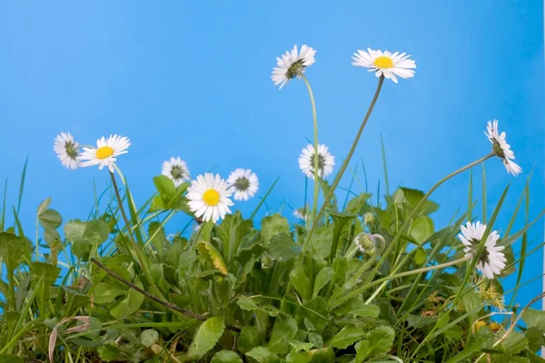 봄 꽃 및 잔디 — 스톡 사진