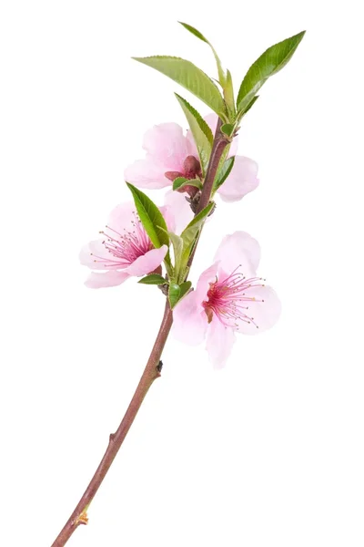 Őszibarackfa virágok — Stock Fotó