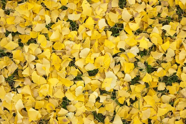 Folhas amarelas na grama — Fotografia de Stock