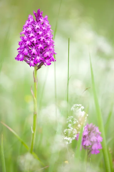 Wild orchid flower Royalty Free Stock Images