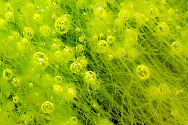 Bubblor i alga Stockbild