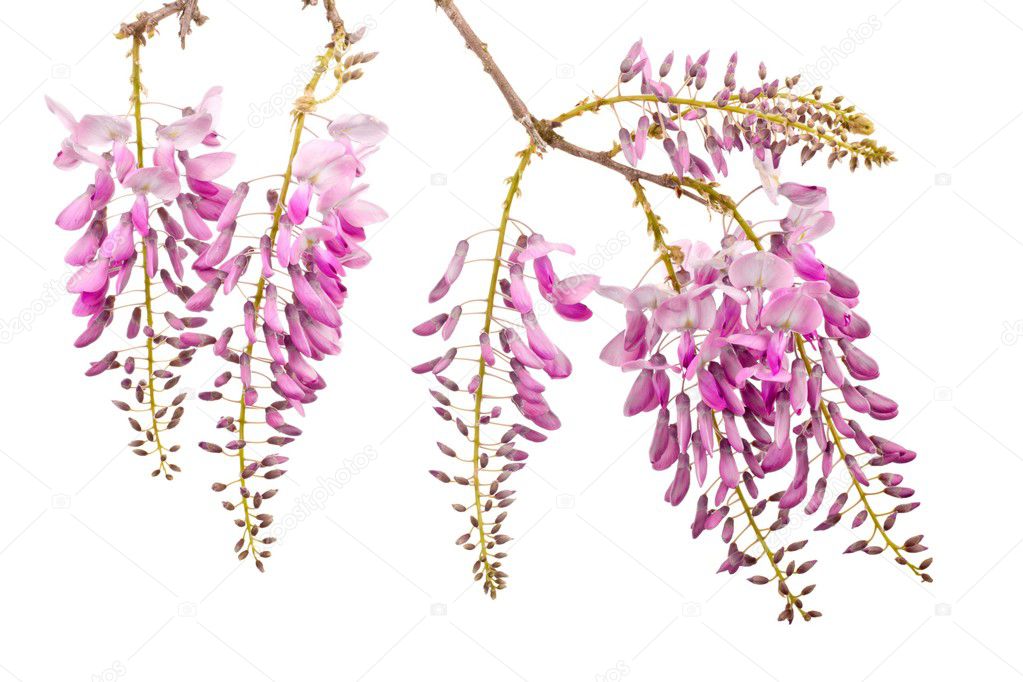 pink wisteria flowers