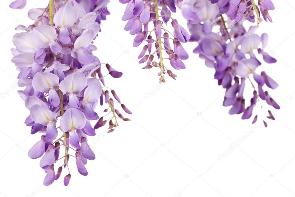 wisteria closeup