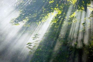 Güneş ışınları orman