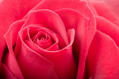 kırmızı gül gülümsemek