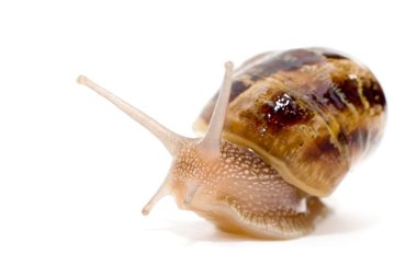 Tem Avrupa salyangoz (Helix aspersa)