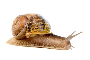 Tem Avrupa salyangoz (Helix aspersa)