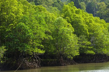 Satun mangrov orman