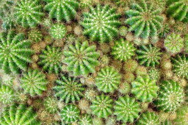 Yeşil kaktüs arka plan