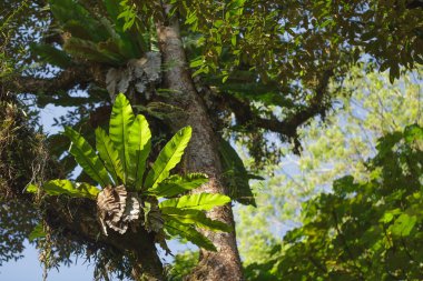 Nidus asplenium eğrelti