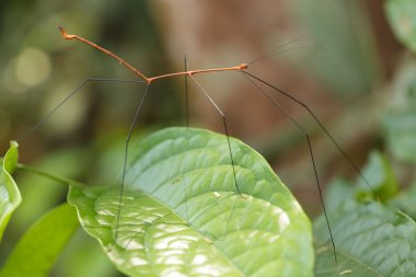 tropical stick insect clipart