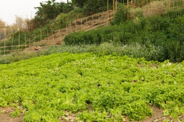 organic salad field