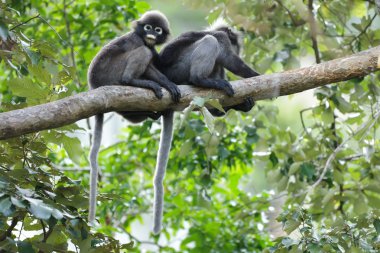 Bozkır langur dalı