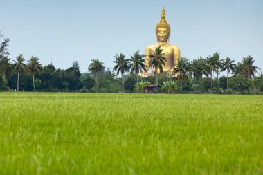 pirinç alan ve büyük Buda heykeli