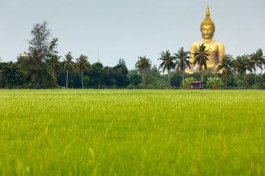 Dev Altın buddha