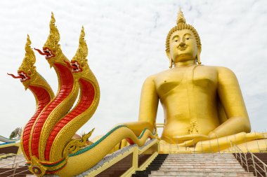 Dev Buda ve dragon