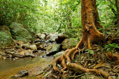 Rainforest peyzaj