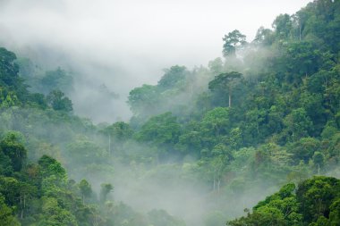 rainforest morning fog clipart