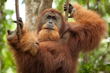 vahşi orangutan
