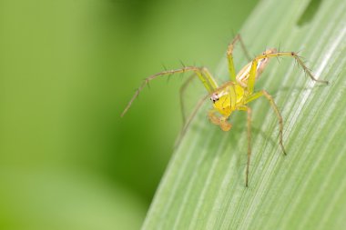 Lynx örümcek