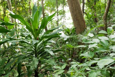 Yağmur ormanları bitkileri