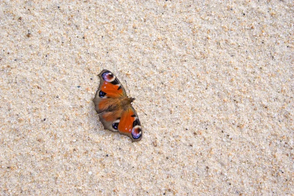 Butterfly on a beach — Stock Photo, Image