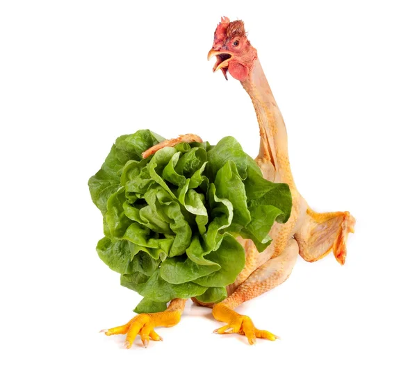 Tavuk holding salata — Stok fotoğraf