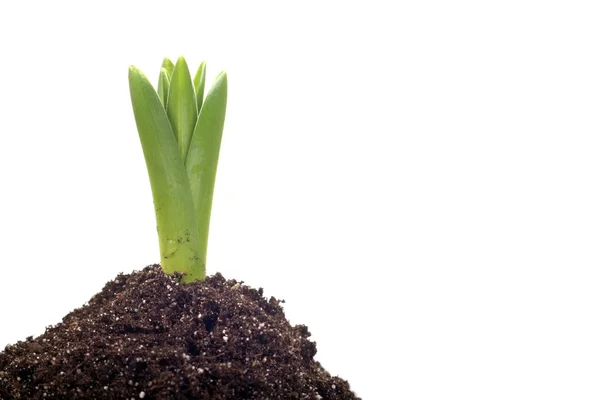 Onion plant growing — Stock Photo, Image