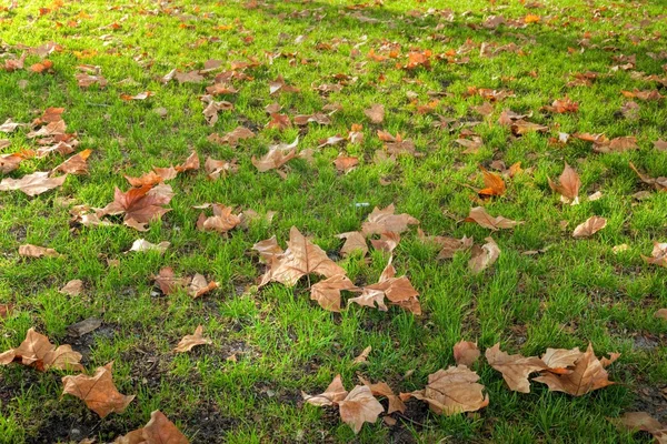 Árbol plano hojas caídas — Foto de Stock