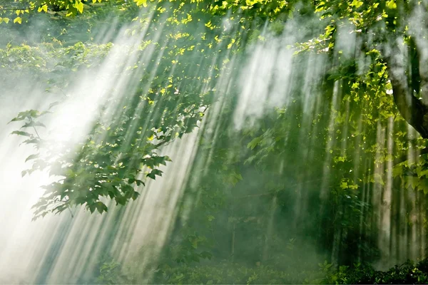 Pohádkový strom — Stock fotografie