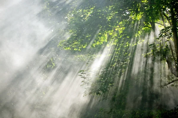숲에서 햇빛 광선 — 스톡 사진