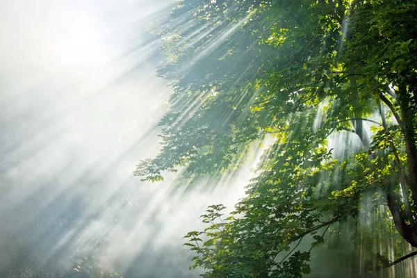 Raios de luz solar na floresta — Fotografia de Stock