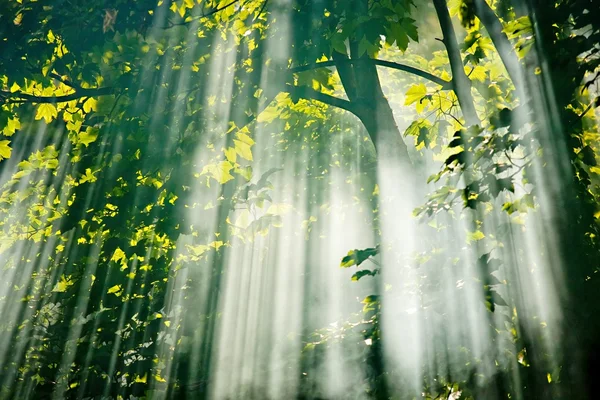 Luz solar de fadas na floresta — Fotografia de Stock
