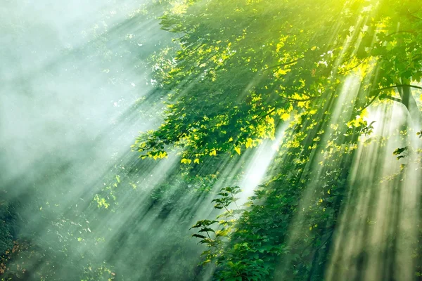 Sunlight mist forest — Stock Photo, Image