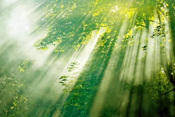 霧の森で太陽光線 — ストック写真