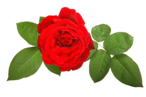 Red rose and leaves — Stock Photo, Image