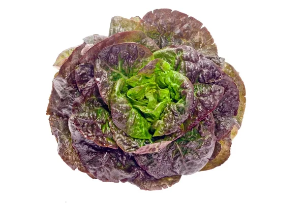 Roter Salat isoliert — Stockfoto