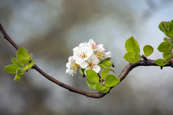 Apfelbaumblüte — Stockfoto