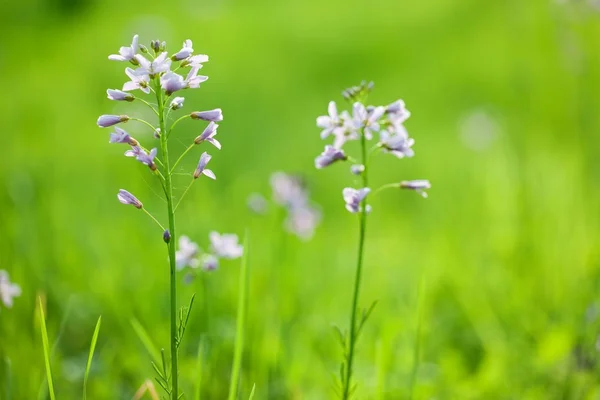 Cardamine çiçek — Stok fotoğraf