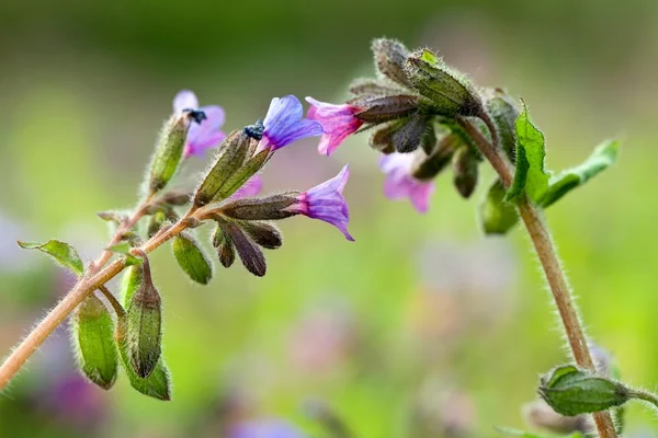 Pulmonaria longiflora flores —  Fotos de Stock
