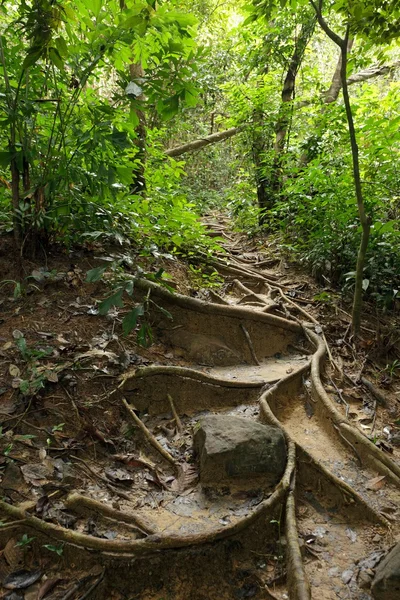 Trail in jungle — Stock Photo, Image