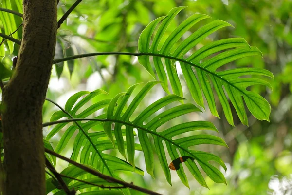 Philodendron folhas na floresta — Fotografia de Stock