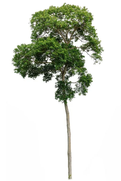 Tropischer Baum isoliert — Stockfoto