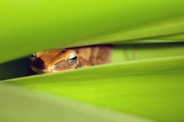 隐藏在树叶中的青蛙 — 图库照片