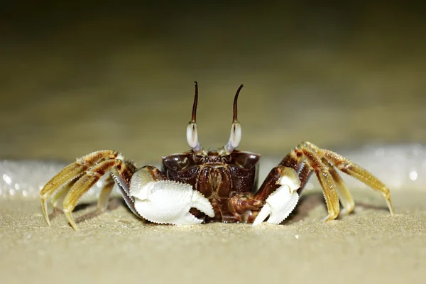 Tropical long eyed crab — Stock Photo, Image